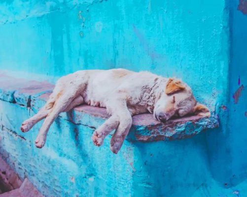 sleepy aspin dog paint by number