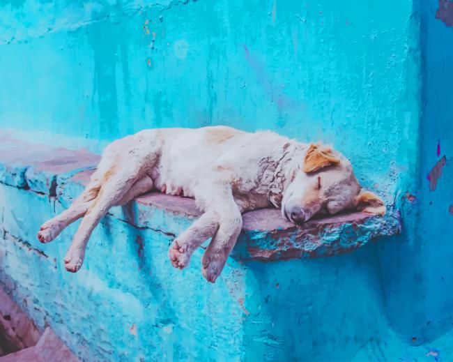 sleepy aspin dog paint by number