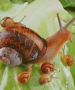 Snails paint by numbers