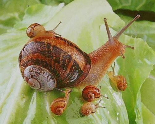 Snails paint by numbers