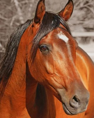Sorrel Horse paint by numbers