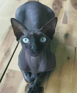 Sphynx Cat Black paint by numbers