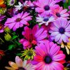 Spring Colorful Flowers paint by number