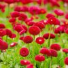 Summer Red Flowers paint by number