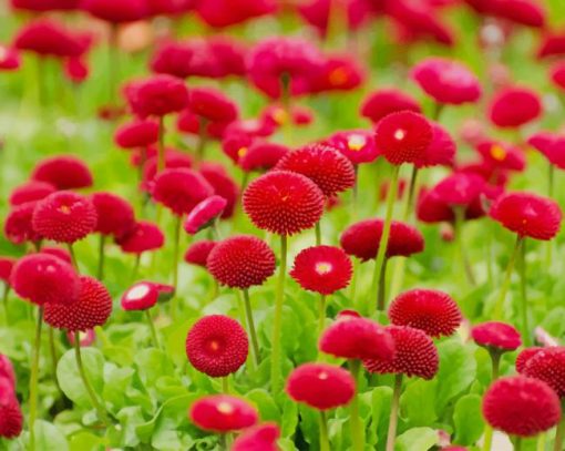 Summer Red Flowers paint by number