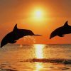 Sunset Dolphins paint by numbers