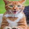 Suprise Cat paint by numbers