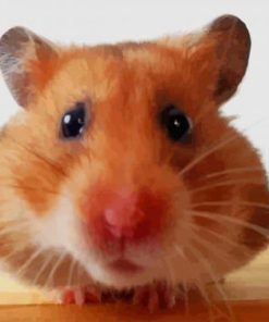 Sweet Hamster paint by numbers