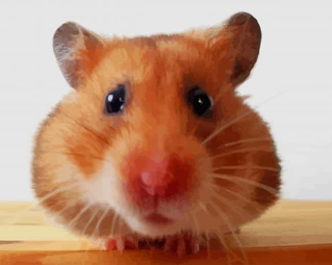 Sweet Hamster paint by numbers