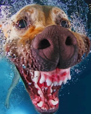 Swimming Dog paint by numbers