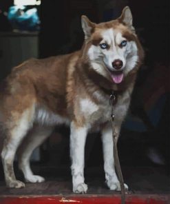 Tan Husky paint by numbers