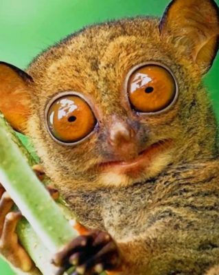 Tarsier Animal paint by numbers