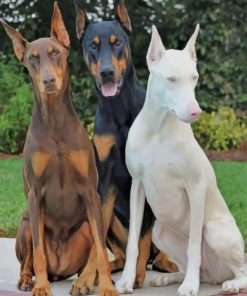 Three Doberman Pinscher Dogs paint by numbers