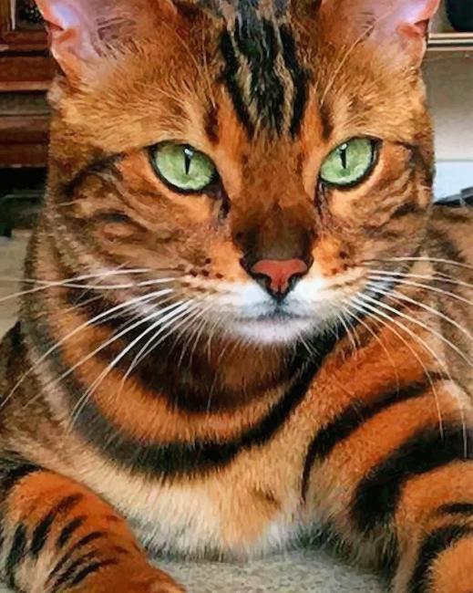 Tiger Cat paint by numbers