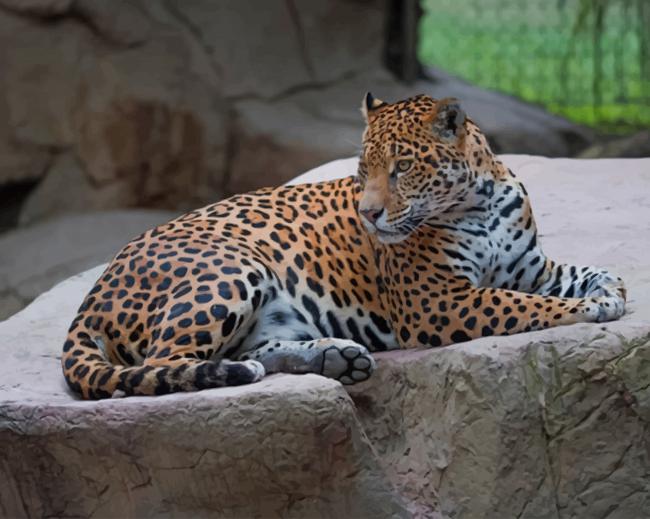 Tiger On A Rock paint by numbers