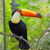 Toco Toucan paint by numbers