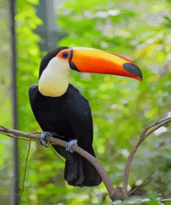 Toco Toucan paint by numbers