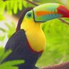 Tucan Bird paint by numbers