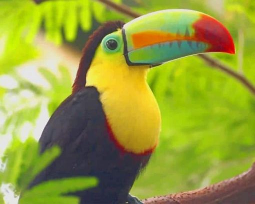 Tucan Bird paint by numbers