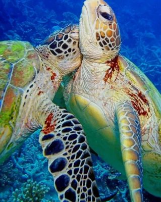 Turtles Hug paint by numbers