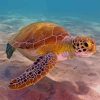 Sea Turtle paint by numbers