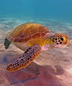 Sea Turtle paint by numbers