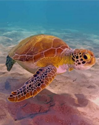 Sea Turtle paint by numbers