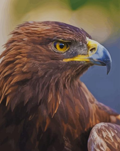 War Eagle Nova paint by numbers