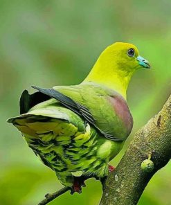 Wedge Tailed Green Pigeon paint by numbers