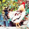 white and red chicken rooster painting by numbers