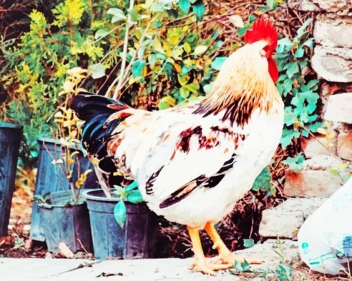 white and red chicken rooster painting by numbers