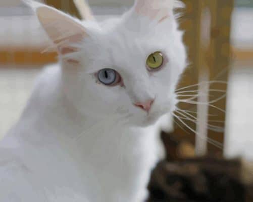 White Cat With Blue and Yellow Eyes paint by numbers