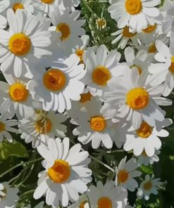 White Flowers paint by numbers