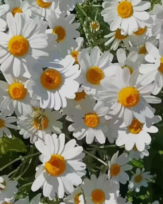 White Flowers paint by numbers