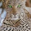White Leopard paint by numbers