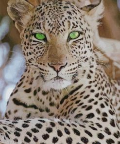 White Leopard paint by numbers