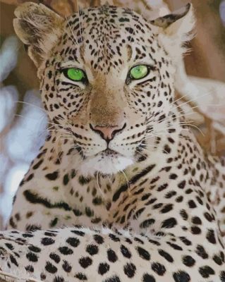 White Leopard paint by numbers