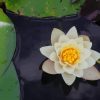 White Lotus paint by numbers