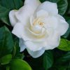 White Rose Flower paint by numbers