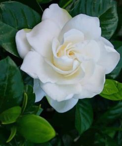 White Rose Flower paint by numbers