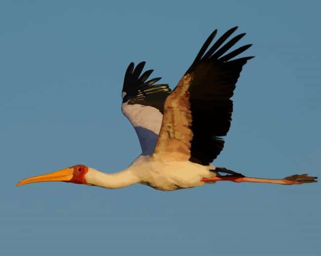 White Stork paint by numbers