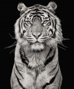 white tiger portrait photography paint by numbers