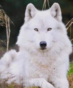 White Wolf paint by numbers