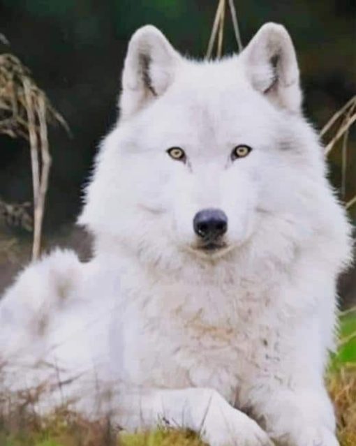 White Wolf paint by numbers