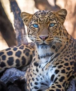 Blue Eyed Tiger paint by numbers