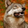 Wolf Animal paint by numbers