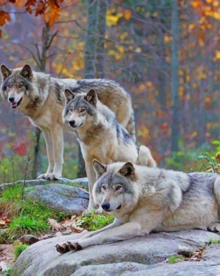 Wolves in The Wild paint by numbers