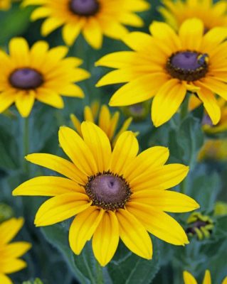Yellow Bright Sunflowers paint by numbers