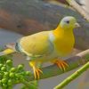 Yellow Footed Green Pigeon paint by numbers