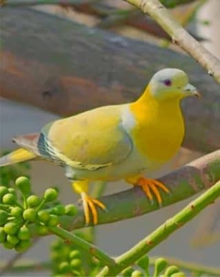 Yellow Footed Green Pigeon paint by numbers